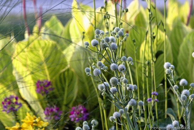 adam woodruff, detail beplanting