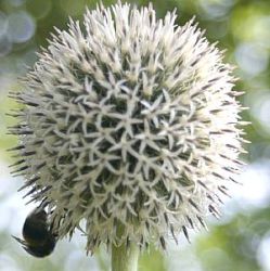 echinops-bannaticus-albus[1]