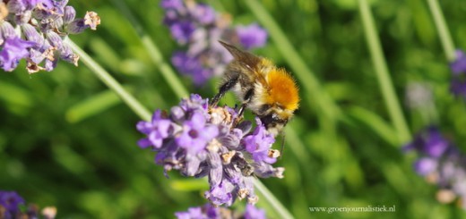 tuinblog, hommel, lavendel, groenjournalistiek