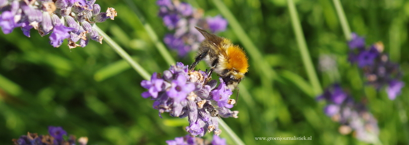 tuinblog, hommel, lavendel, groenjournalistiek