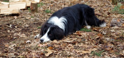 perro, eigen bos, particulier bosbeheer, tuinblog