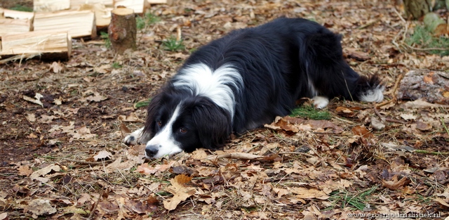 perro, eigen bos, particulier bosbeheer, tuinblog