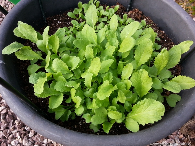 veldsla kweken in een pot