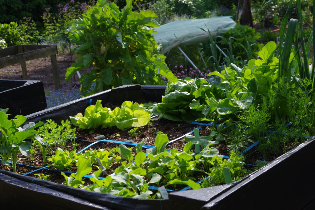 tuinblog, groenjournalistiek, moestuinbak op poten