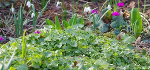 groenjournalistiek, cyclamen, sneeuwklokjes