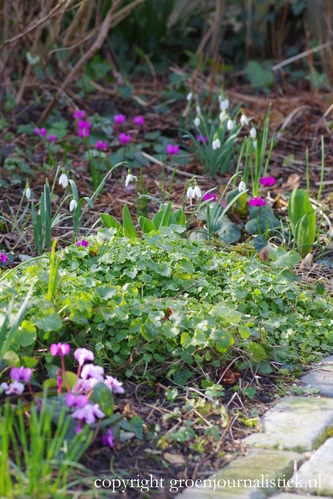 groenjournalistiek, cyclamen, sneeuwklokjes