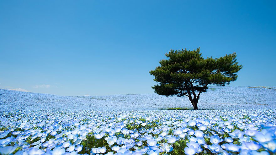  blauwe bloemen, bosliefje, Groenjournalistiek