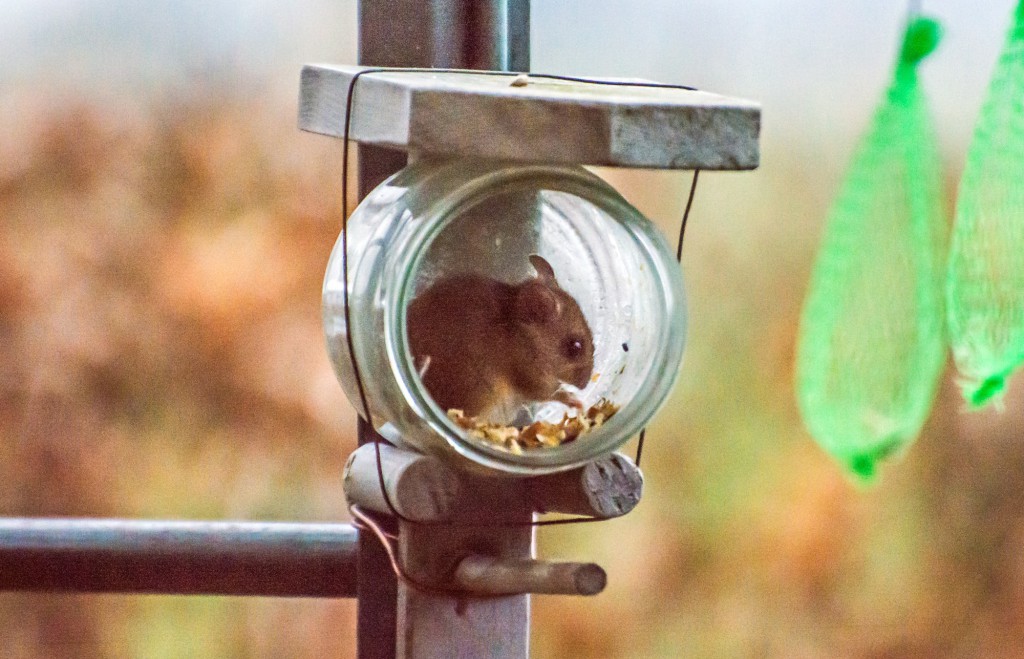  Gert Tabak fotografeerde dit veldmuisje in de schemer, de reden dat de foto niet helemaal scherp is.