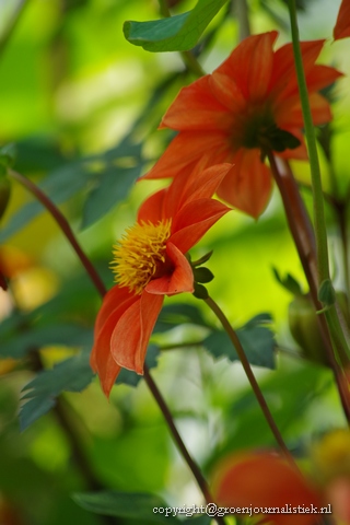  dahlia's, tuingroen, Groenjournalistiek, bijenplanten