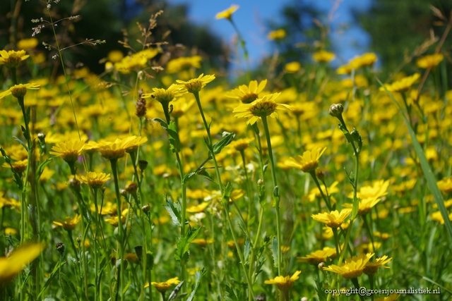  heemtuin Rucphen, Groenjournalistiek, goudsbloemen