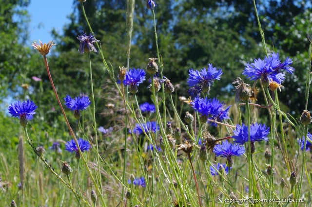 8bijenbloemen