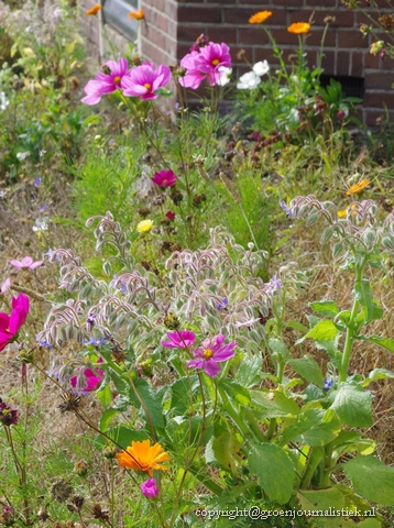 tuinblog, Groenjournalistiek, gezaaide bloemen