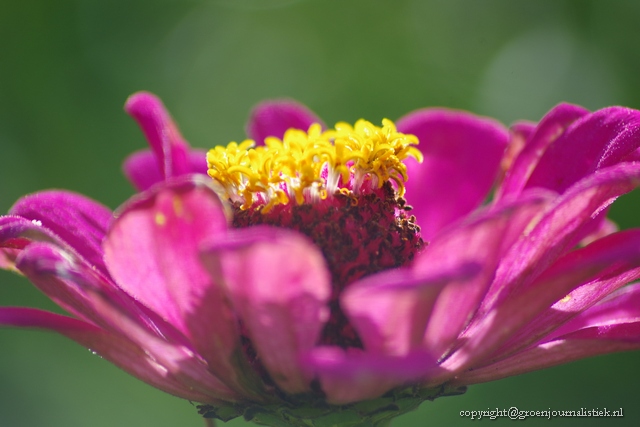 tuinblog, Groenjournalistiek, zinnia's