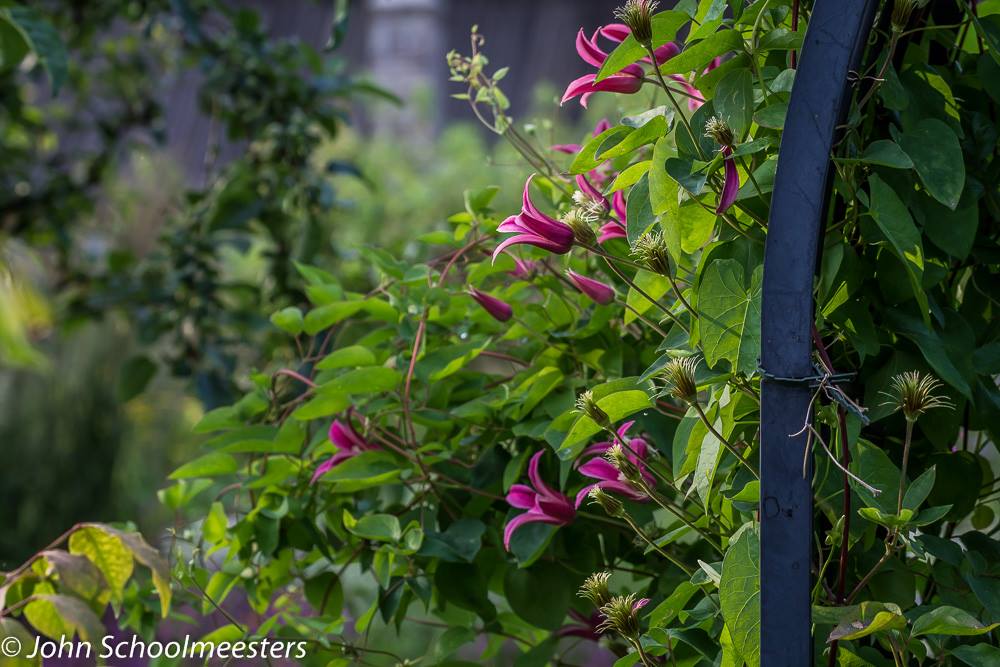 tuinblog, clematis Diana, kasteel Geldrop