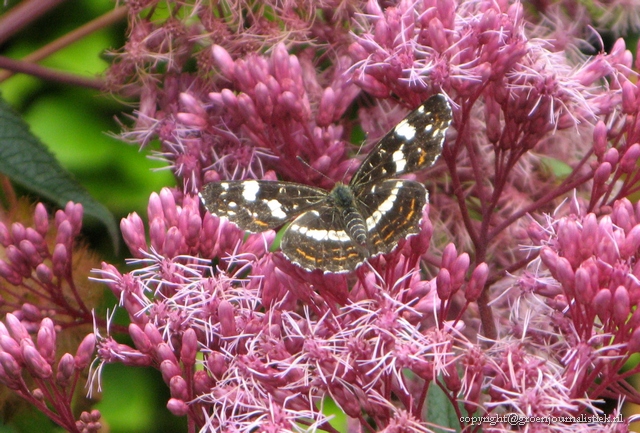 2vlinderplanten