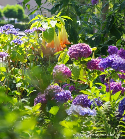 datura, hortensia's, voortuin