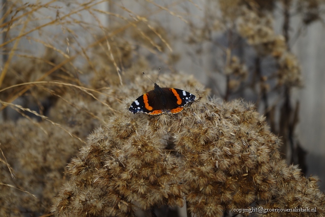 vlinderplanten, eupatorium in de herfst