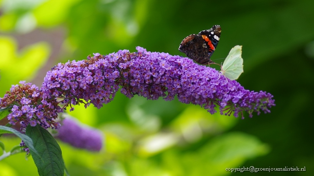 9vlinderplanten