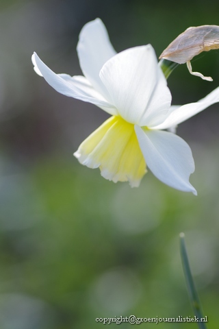 Narcis tresamble, wit....kleine zusje van Thalia