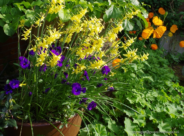 narcissen in pot, Groenjournalistiek, tuinblog