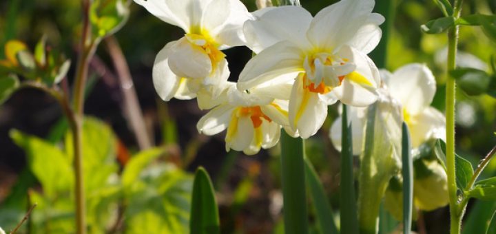 tuinblog, Groenjournalistiek, narcissen, bollen planten