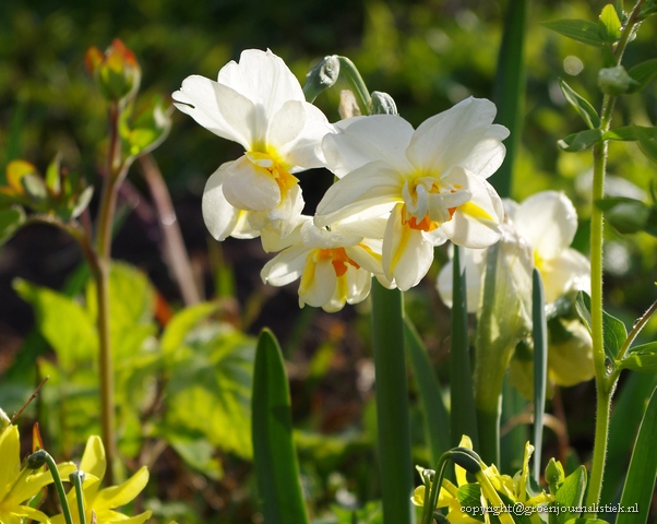 tuinblog, Groenjournalistiek, narcissen, bollen planten