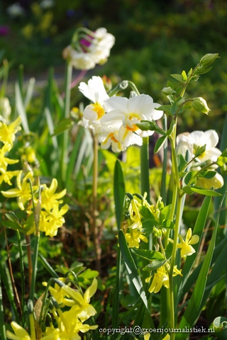 Groenjournalistiek, narcissen, narcis sir Winston Churchill