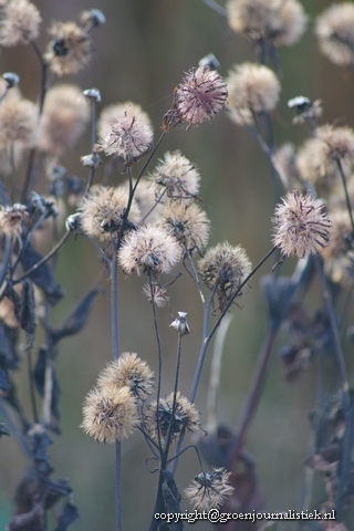 Kies vaste planten ook voor het wintersilhouet. 