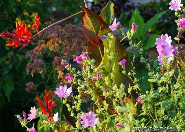 Canna met Lavatera rosea