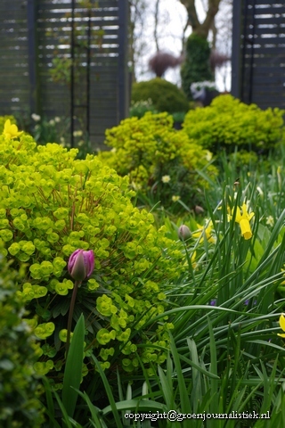  Vaste planten en bloembollen combineren, Lipkje Schat