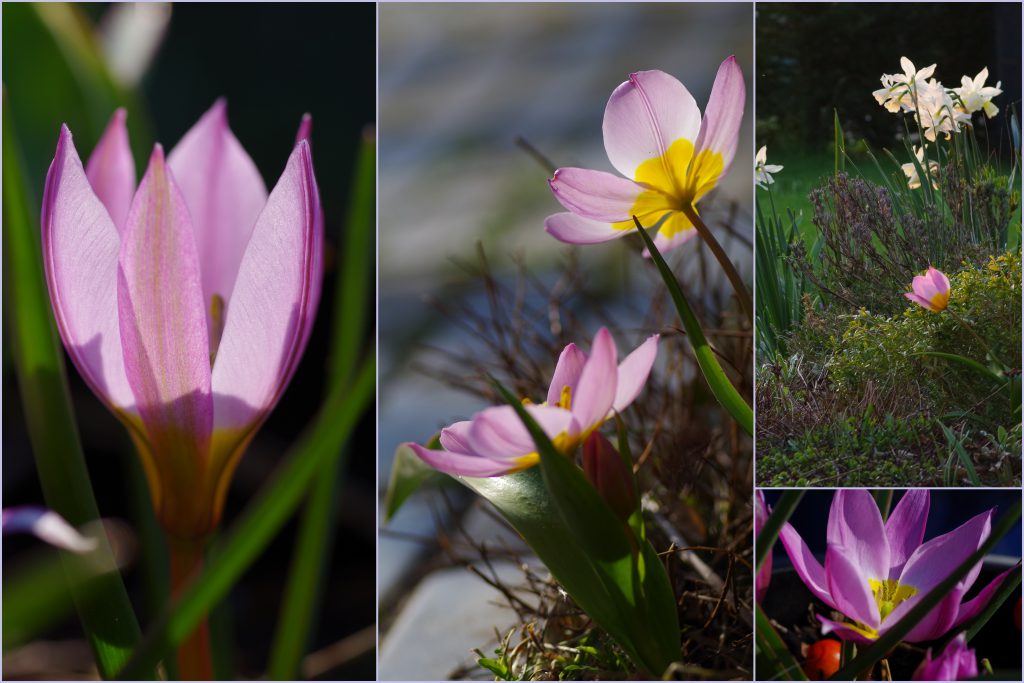 In de picture Tulipa bakeri Lilac Wonder