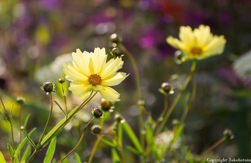 meisjesogen, coreopsis