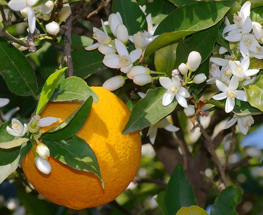 eetbare-tuin-citrus-sinensis-sinaasappelboom