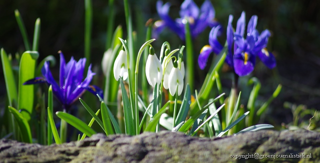 Sneeuwklokjes gecombineerd met iris rectulata 'Harmony"