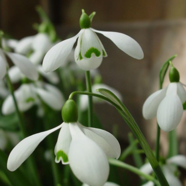 Galanthus-S-Arnott-Imperial-Group6