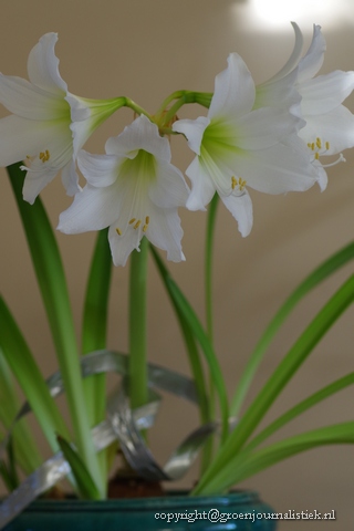 amaryllis white garden, fluwel, groenjournalistiek