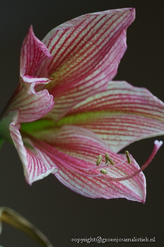 detail Amaryllis exotic, groenjournalistiek