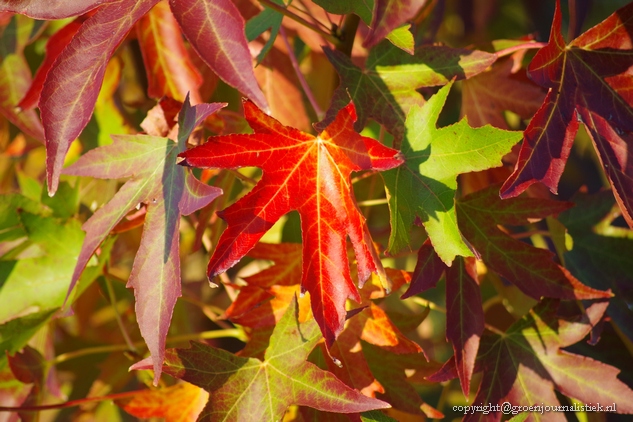 liquidambar, bomen, blog