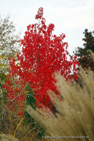 liquidambar herfstkleur