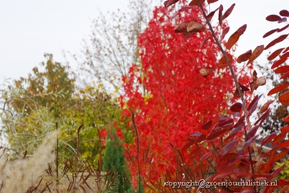 liquidambar herfstverkleuring