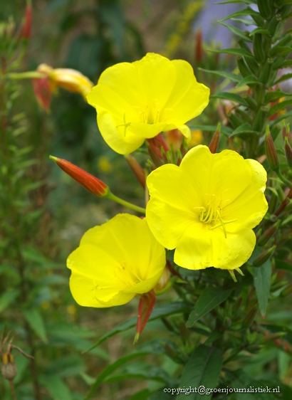 teunisbloem, heemtuin Rucphen, diervriendelijk, inheems