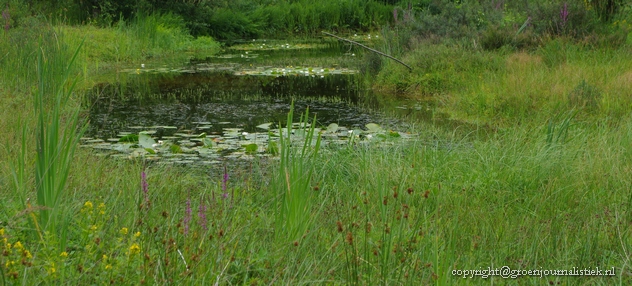 heemtuin, water, diervriendelijk