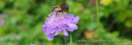 scabiosa, tuinblog, diervriendelijk