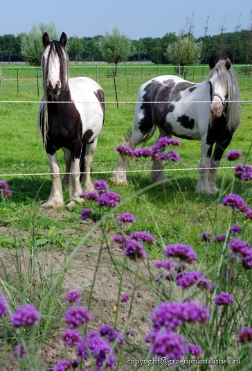 verbena