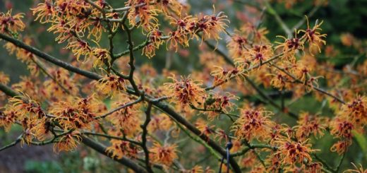 hamamelis jelena