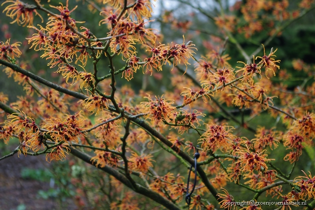 hamamelis jelena