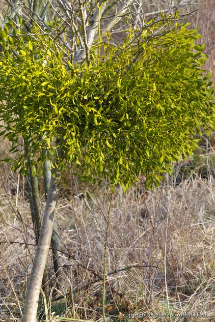 maretak, heemtuin rucphen