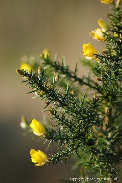 brem heemtuin rucphen