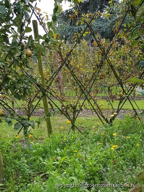 leivorm appelbomen