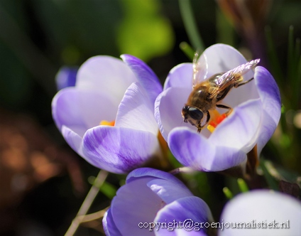 krokus blue pearl